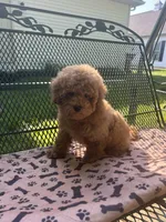 Sammy , a male Maltipoo for sale in Severn, MD – 1 of 3