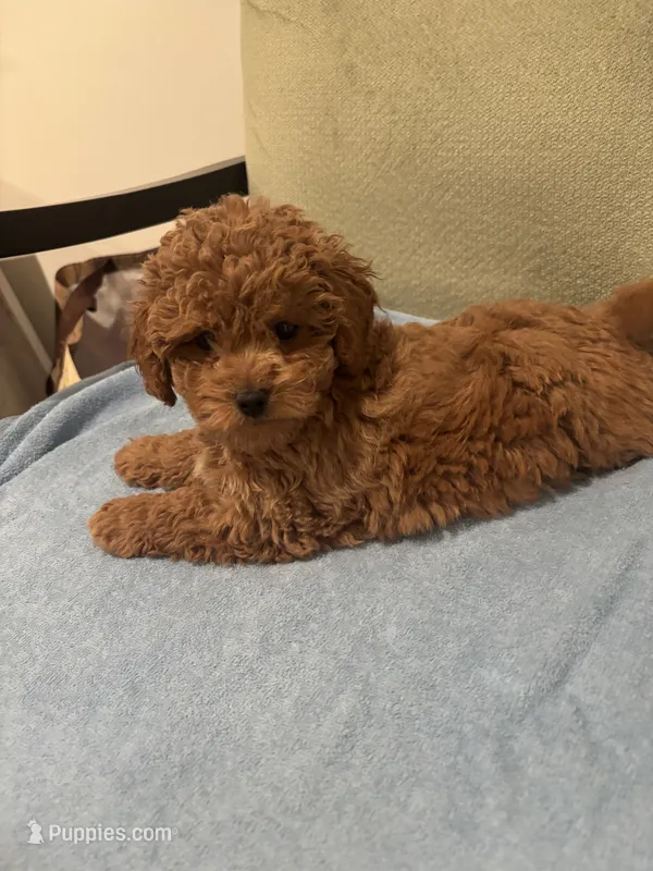 Stella – Maltipoo puppy for sale in Severn, MD