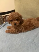 Stella, a female Maltipoo for sale in Severn, MD – 1 of 5