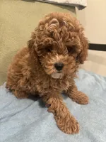 Simba, a male Maltipoo for sale in Severn, MD – 3 of 6