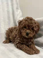 processed/55c7a997-a369-4e81-89c2-d205bfaab946/listing/ba6524a2-ef7e-4836-a498-71c1df56756d/c80e4593-1451-4a56-9604-b6f22d6464f0