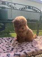 Sammy , a male Maltipoo for sale in Severn, MD – 2 of 3