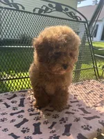 Sammy , a male Maltipoo for sale in Severn, MD – 3 of 3
