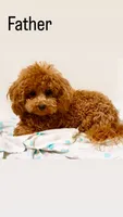 Scarlet , a female Maltipoo for sale in Severn, MD – 5 of 6