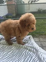 Sandy , a female Maltipoo for sale in Severn, MD – 3 of 4