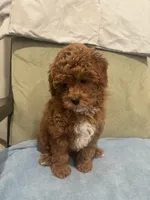 Scarlet , a female Maltipoo for sale in Severn, MD – 1 of 6