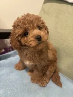 Stella, a female Maltipoo for sale in Severn, MD – 2 of 5