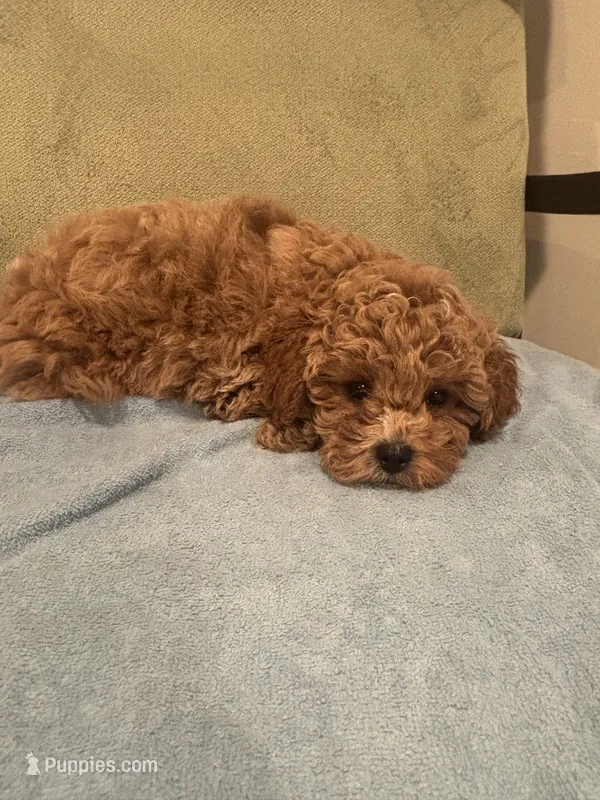 Simba – Maltipoo puppy for sale in Severn, MD