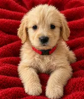 Tytin, a male Golden Retriever for sale in Minneapolis, MN – 2 of 7