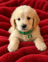 Tytin, a male Golden Retriever for sale in Minneapolis, MN – 7 of 7