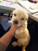 Tytin, a male Golden Retriever for sale in Minneapolis, MN – 5 of 7
