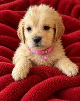 Tytin, a male Golden Retriever for sale in Minneapolis, MN – 6 of 7