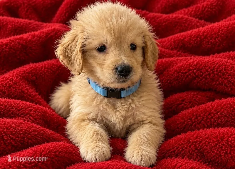 Tytin – Golden Retriever puppy for sale in Minneapolis, MN