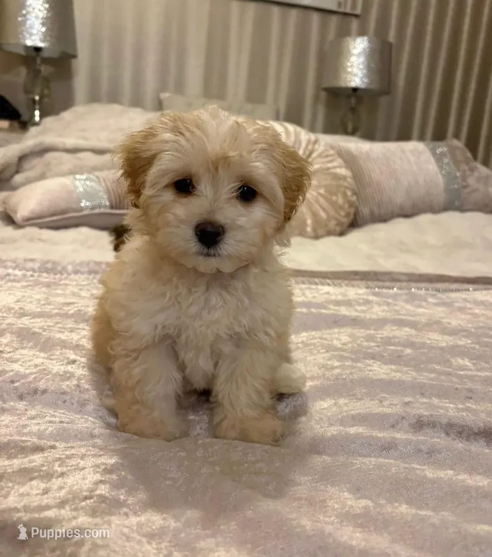 Rio – Maltipoo puppy for sale in Beverly Hills, CA