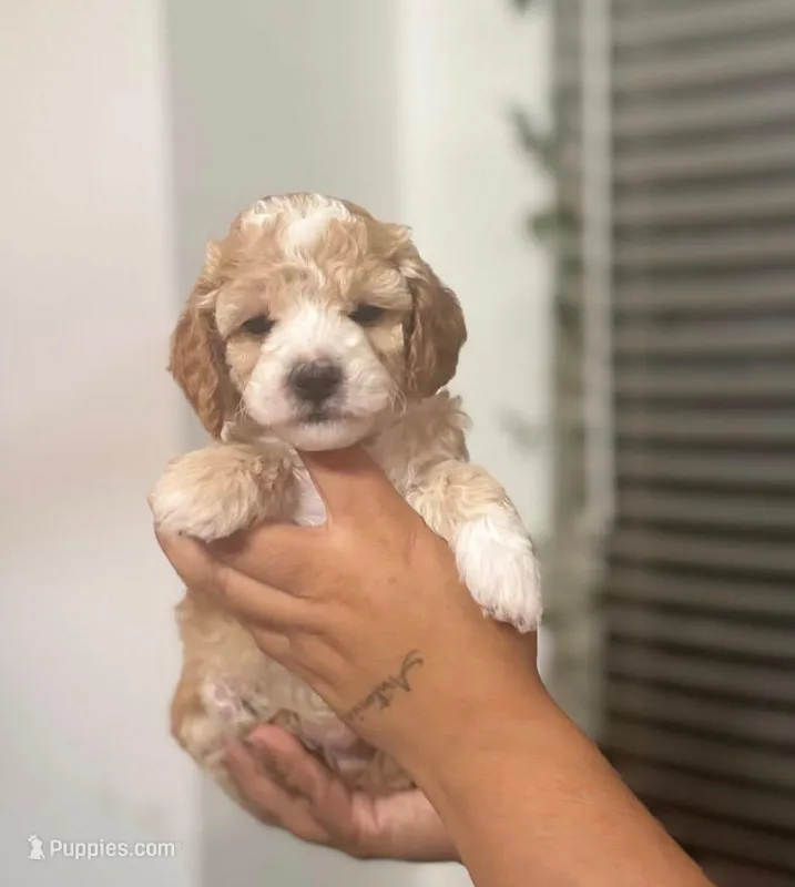 Terry – Maltipoo puppy for sale in Beverly Hills, CA