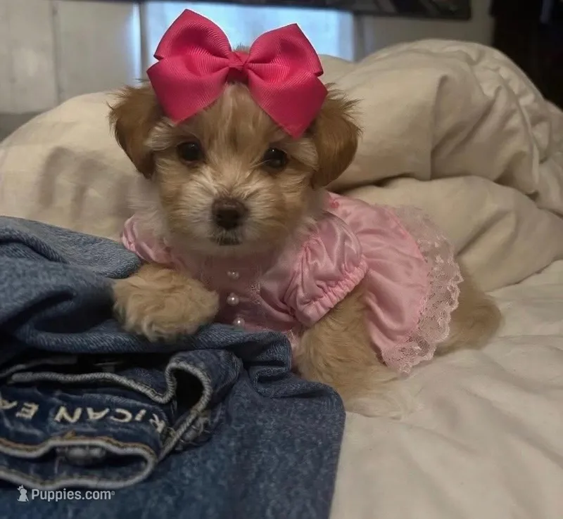 Love – Maltipoo puppy for sale in Beverly Hills, CA