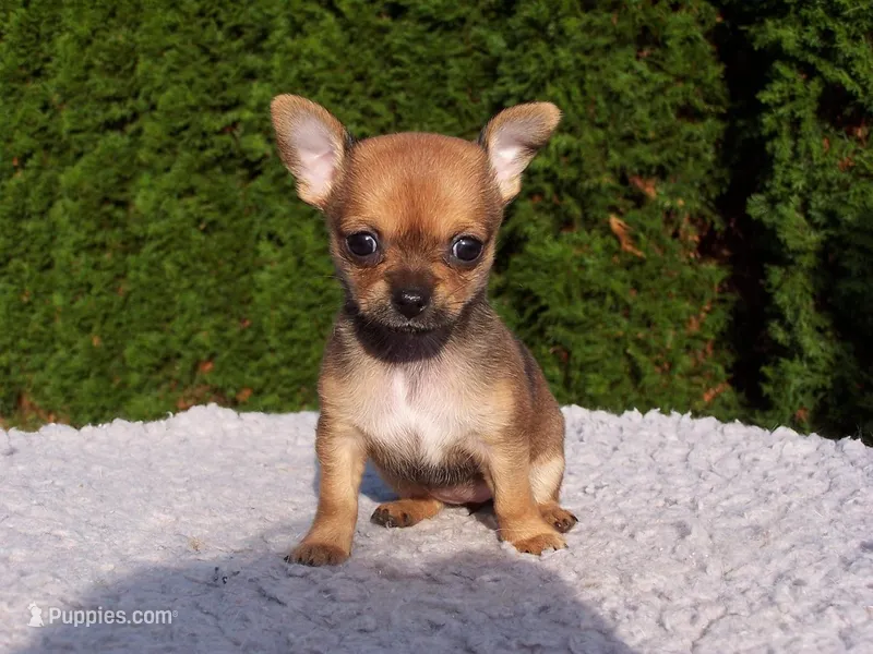Rio – Chihuahua puppy for sale in Beverly Hills, CA