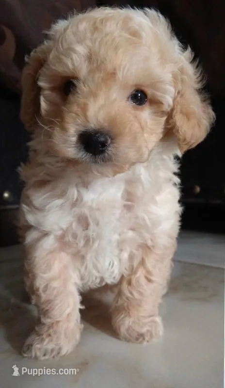 King – Maltipoo puppy for sale in Beverly Hills, CA