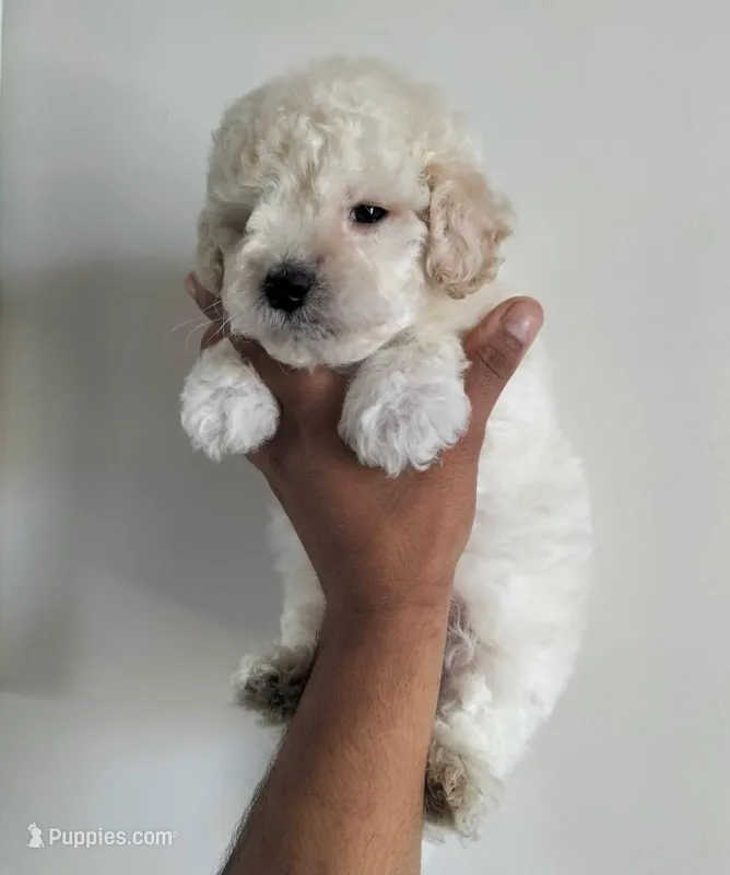 Bob – Maltipoo puppy for sale in Beverly Hills, CA