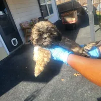 Laz, a male Shih Tzu for sale in Anna, TX – Photo 7 of 8