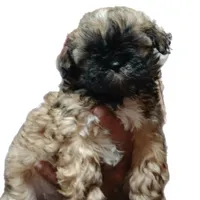 Laz, a male Shih Tzu for sale in Anna, TX – Photo 2 of 8