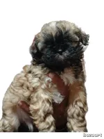 Laz, a male Shih Tzu for sale in Anna, TX – Photo 2 of 7