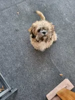 Laz, a male Shih Tzu for sale in Anna, TX – Photo 8 of 8