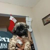 Laz, a male Shih Tzu for sale in Anna, TX – Photo 4 of 8