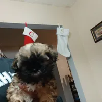 Laz, a male Shih Tzu for sale in Anna, TX – Photo 5 of 8