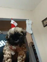 Laz, a male Shih Tzu for sale in Anna, TX – Photo 5 of 7