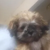 Laz, a male Shih Tzu for sale in Anna, TX – Photo 1 of 8