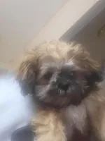 Laz, a male Shih Tzu for sale in Anna, TX – Photo 1 of 7