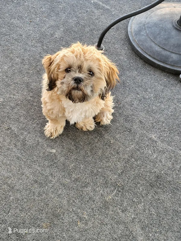 Laz – Shih Tzu puppy for sale in Anna, TX