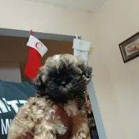 Laz, a male Shih Tzu for sale in Anna, TX – Photo 3 of 8