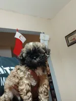 Laz, a male Shih Tzu for sale in Anna, TX – Photo 3 of 7