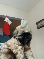 Zeke, a male Shih Tzu for sale in Anna, TX – Photo 4 of 5