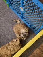 Zeke, a male Shih Tzu for sale in Anna, TX – Photo 2 of 5