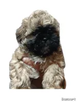 Zeke, a male Shih Tzu for sale in Anna, TX – Photo 3 of 5