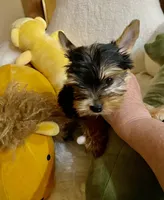 HER!, a female Yorkshire Terrier for sale in Gilbert, AZ – 5 of 5
