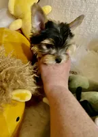 HER!, a female Yorkshire Terrier for sale in Gilbert, AZ – 3 of 5
