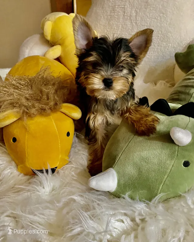 HER! – Yorkshire Terrier puppy for sale in Gilbert, AZ