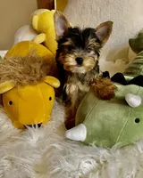 HER!, a female Yorkshire Terrier for sale in Gilbert, AZ – 1 of 5
