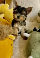 HER!, a female Yorkshire Terrier for sale in Gilbert, AZ – 4 of 5