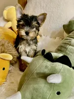 HER!, a female Yorkshire Terrier for sale in Gilbert, AZ – 2 of 5