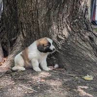 processed/55d6ef87-ac88-4b9c-9683-529ca0d7cef0/facility/11f24edf-7716-456e-adeb-e013d533622d