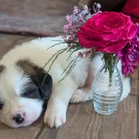 processed/55d6ef87-ac88-4b9c-9683-529ca0d7cef0/facility/a0d0bce4-3fd4-4e2f-89ec-45a4d01a2e46