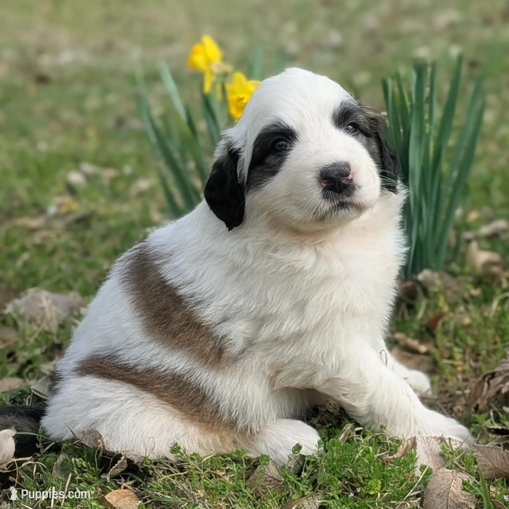 Luna – Great Pyrenees, Saint Bernard puppy for sale in Grand Prairie, TX