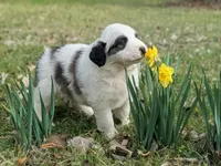 Luna, a female Great Pyrenees and Saint Bernard for sale in Grand Prairie, TX – Photo 2 of 2