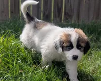 Shadow, a male Great Pyrenees and Saint Bernard for sale in Grand Prairie, TX – Photo 4 of 4