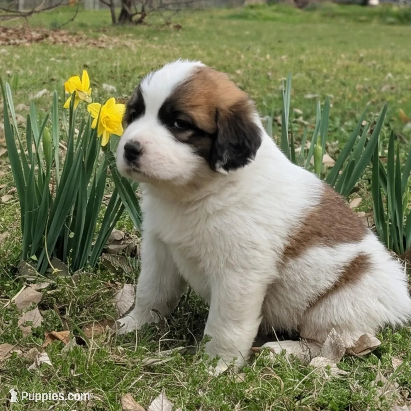 Shadow – Great Pyrenees, Saint Bernard puppy for sale in Grand Prairie, TX
